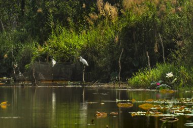 Doğal bereket ve gölün yansıması.