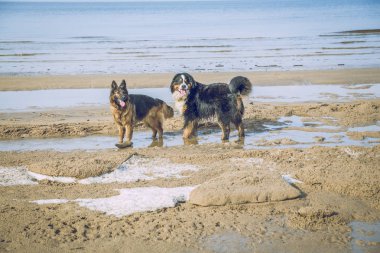 Baltık Denizi üzerinde iki köpek.