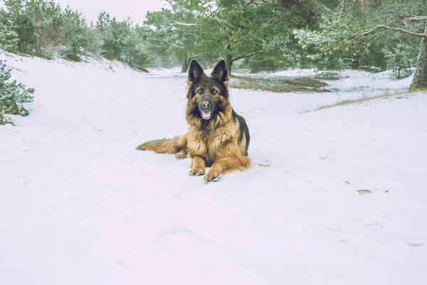 Німецька вівчарка собаки в зимовому. — стокове фото