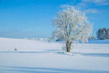 Soğuk kış Letonya.