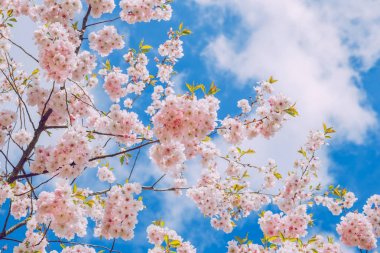 Sakura, zafer Parkı, Riga, Letonya, 2017.