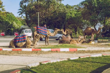 Develer, şehir Tanger, Marocco, 2013. Bahar Afrika. Görünüm Develer
