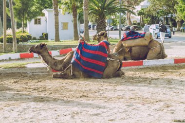 Develer, şehir Tanger, Marocco, 2013. Bahar Afrika. Görünüm Develer