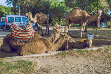 Develer, şehir Tanger, Marocco, 2013. Bahar Afrika. Görünüm Develer