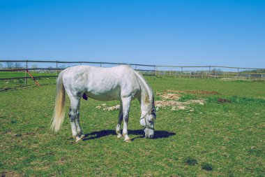 Beyaz atın. Güneşli bahar beyaz hortumu ile Letonya çayırda.