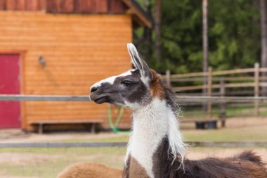 Lama bahar güneşli bir günde sakin ol.