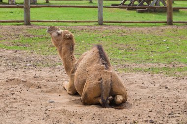 Deve relax bahar güneş günü.