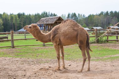 Deve relax bahar güneş günü.