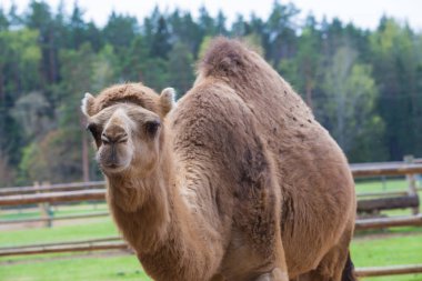 Deve relax bahar güneş günü.