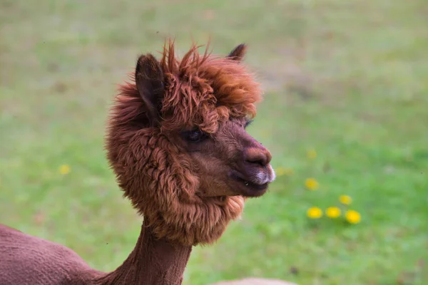 Llama relax in spring sunny day. — Stock Photo, Image