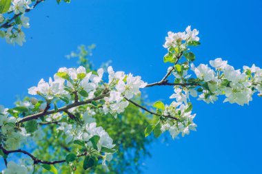 Elma çiçeği, park, Riga, Letonya, 2017.