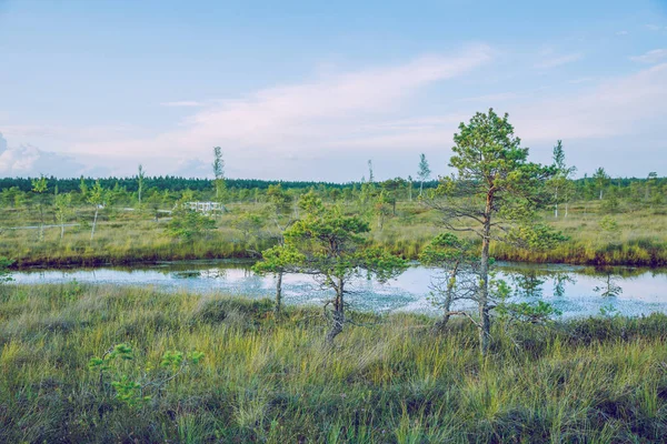 Nationalsumpfpark in Lettland. — Stockfoto