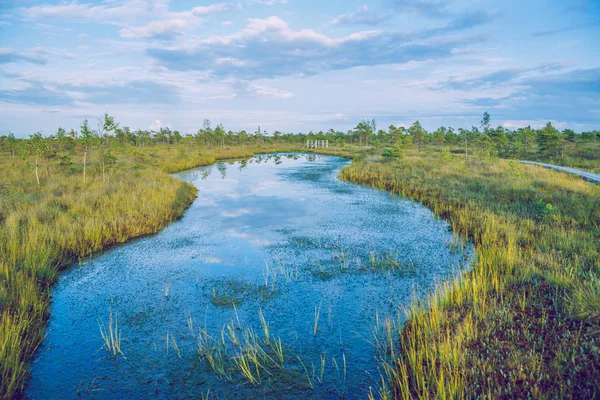 Национальный болотный парк Латвии . — стоковое фото