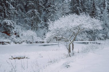 Kumtaşı kayalıklarla nehrin kıyısında Gaujas Milli Parkı'nda,