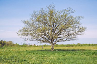 Eski meşe çayırda.