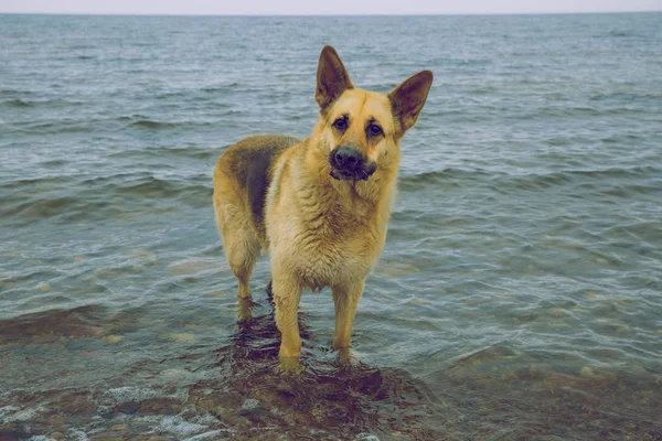 Haired german shepherd dog. — Stock Photo, Image