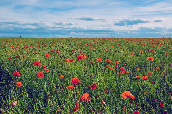 Campo de amapola en Letonia . — Foto de Stock