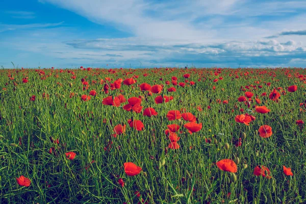 Campo de amapola en Letonia . — Foto de Stock