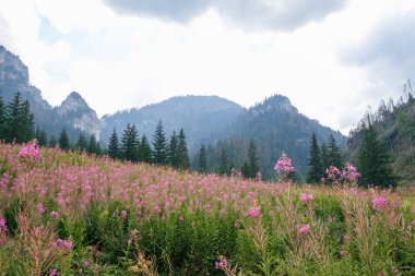Polonya ve Slovakya büyük Tatry.