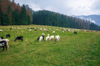 Polonya ve Slovakya büyük Tatry.