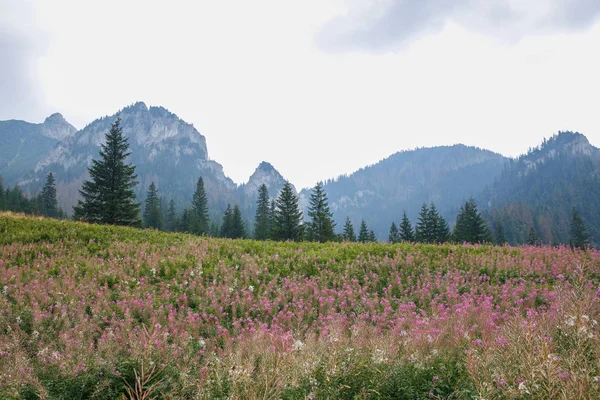 Polonya ve Slovakya büyük Tatry.