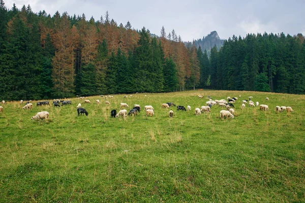 Stora Tatry vid Polen och Slovakien. — Stockfoto