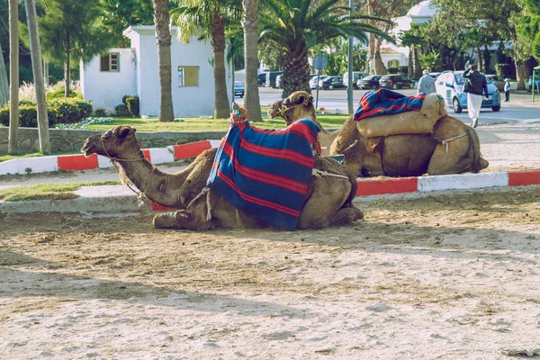 Fas, Tanger, Develer ve sokak. 2013