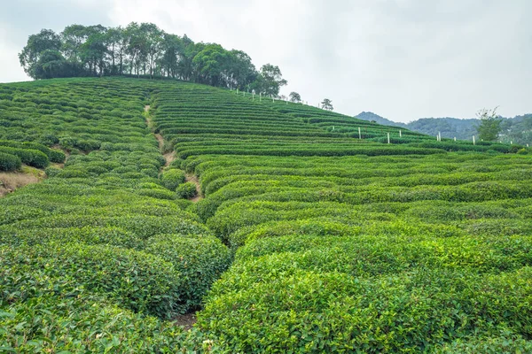 Tea plantation in China.