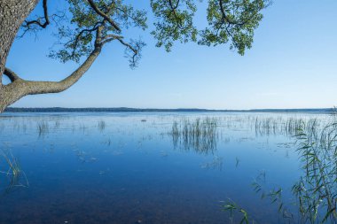 Jugla, Letonya Riga'da Gölü. Sonbahar, su ve ağaçlar. 2017