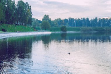 Jugla gölde Riga, Sonbahar, sarı ağaç yaprak. 2017