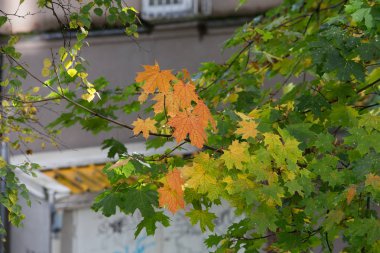 Akçaağaç yaprağı, kırmızı, yeşil ve sarı. Letonya. 2017