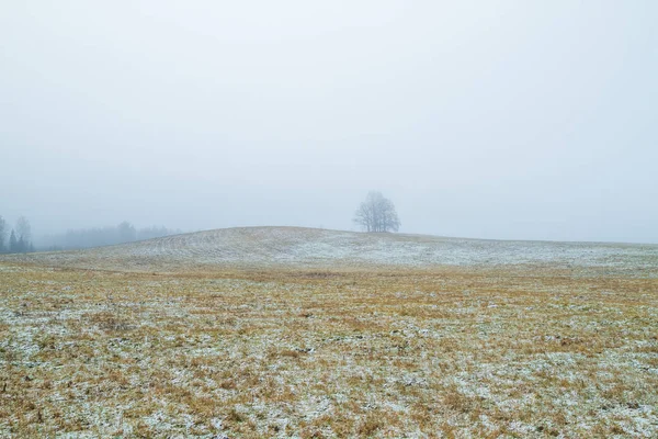 Gamla träd i ängen. Smog. Vintern, Lettland. 2011 — Stockfoto