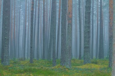 Smog ormandaki, Letonya. Büyük Ladin ve moss. 2010