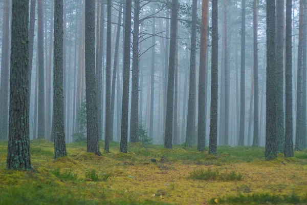 Smog ormandaki, Letonya. Büyük Ladin ve moss. 2010
