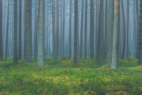 Smog in forest, Letónia. Grande abeto e musgo. 2010 — Fotografia de Stock