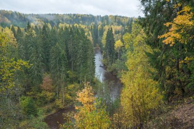 Nehir Amata ağaçlar, Sonbahar, sarı, yüksek tepe görüntüleyin. 2017
