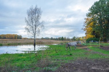 Riga, ilçe Jugla göl. Sonbahar, sarı ağaç yaprakları, göl, 