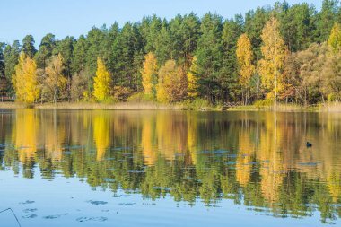 Riga, ilçe Jugla göl. Sonbahar, sarı ağaç yaprak, göl bir