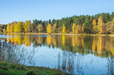 Riga, ilçe Jugla göl. Sonbahar, sarı ağaç yaprak, göl bir