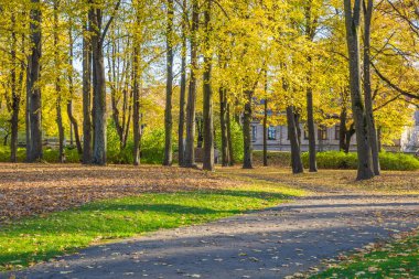Riga, bölge agenskalsns Arkadijas Park'ta. Sonbahar, sarı tr