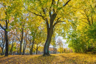 Riga, bölge agenskalsns Arkadijas Park'ta. Sonbahar, sarı tr