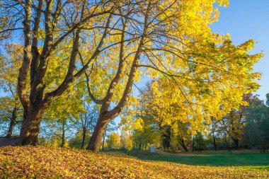 Riga, bölge agenskalsns Arkadijas Park'ta. Sonbahar, sarı tr