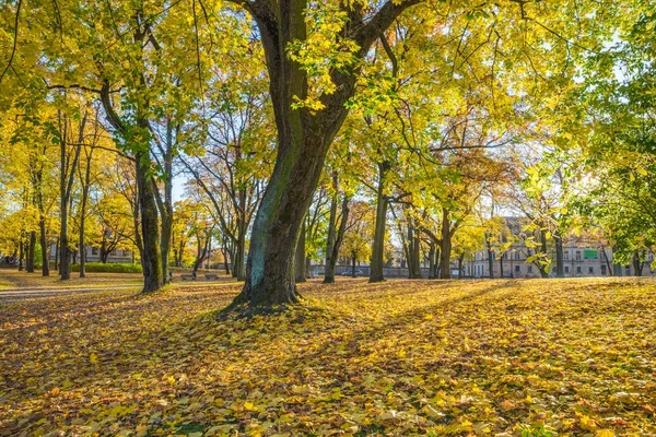 Arkadijas park w Rydze, w dzielnicy agenskalsns. Jesień, żółty tr — Zdjęcie stockowe