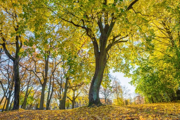 Parque Arkadijas en Riga, distrito agenskalsns. Otoño, tr amarillo — Foto de Stock