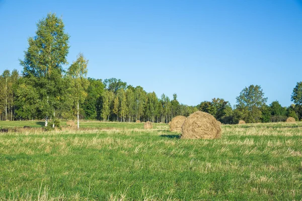 Луг з рулонами сіна восени . — стокове фото