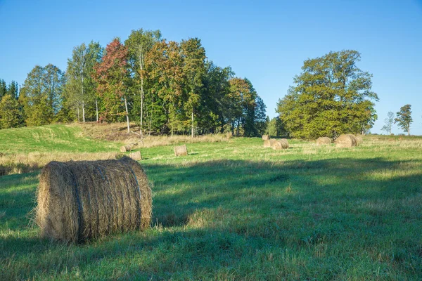 Meadow with hay rolls in autumn. — Stock Photo, Image