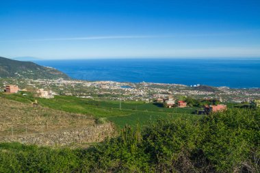Tepeler ve Tenerife ağaçlara. İspanya.