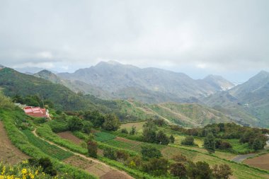 Tepeler ve Tenerife ağaçlara. İspanya.