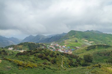 Tepeler ve Tenerife ağaçlara. İspanya.