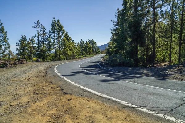 Road och träd på Tenerife. Spanien. — Stockfoto